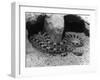 Horned Viper-null-Framed Photographic Print