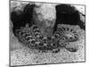 Horned Viper-null-Mounted Photographic Print