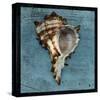 Horned Whelk-John Golden-Stretched Canvas