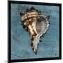 Horned Whelk-John Golden-Mounted Art Print