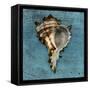 Horned Whelk-John W Golden-Framed Stretched Canvas