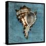 Horned Whelk-John W Golden-Stretched Canvas