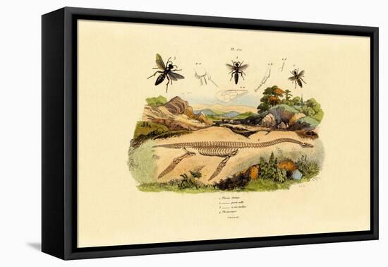 Hornet, 1833-39-null-Framed Stretched Canvas