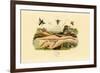 Hornet, 1833-39-null-Framed Giclee Print