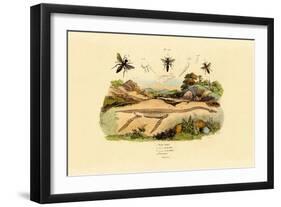 Hornet, 1833-39-null-Framed Giclee Print