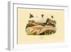 Hornet, 1833-39-null-Framed Giclee Print