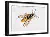 Hornet Moth or Hornet Clearwing (Sesia Apiformis), Sesiidae. Artwork by Brin Edward-null-Framed Giclee Print