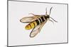 Hornet Moth or Hornet Clearwing (Sesia Apiformis), Sesiidae. Artwork by Brin Edward-null-Mounted Giclee Print