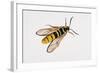 Hornet Moth or Hornet Clearwing (Sesia Apiformis), Sesiidae. Artwork by Brin Edward-null-Framed Giclee Print