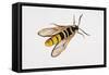 Hornet Moth or Hornet Clearwing (Sesia Apiformis), Sesiidae. Artwork by Brin Edward-null-Framed Stretched Canvas