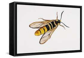 Hornet Moth or Hornet Clearwing (Sesia Apiformis), Sesiidae. Artwork by Brin Edward-null-Framed Stretched Canvas