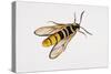 Hornet Moth or Hornet Clearwing (Sesia Apiformis), Sesiidae. Artwork by Brin Edward-null-Stretched Canvas