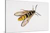 Hornet Moth or Hornet Clearwing (Sesia Apiformis), Sesiidae. Artwork by Brin Edward-null-Stretched Canvas
