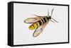 Hornet Moth or Hornet Clearwing (Sesia Apiformis), Sesiidae. Artwork by Brin Edward-null-Framed Stretched Canvas