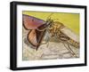 Hornet Robberfly (Asilus Crabroniformis), Asilidae-null-Framed Giclee Print