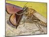 Hornet Robberfly (Asilus Crabroniformis), Asilidae-null-Mounted Giclee Print