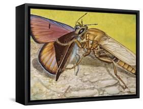 Hornet Robberfly (Asilus Crabroniformis), Asilidae-null-Framed Stretched Canvas