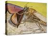 Hornet Robberfly (Asilus Crabroniformis), Asilidae-null-Stretched Canvas