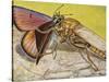 Hornet Robberfly (Asilus Crabroniformis), Asilidae-null-Stretched Canvas