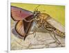 Hornet Robberfly (Asilus Crabroniformis), Asilidae-null-Framed Giclee Print