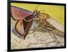 Hornet Robberfly (Asilus Crabroniformis), Asilidae-null-Framed Giclee Print