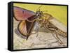 Hornet Robberfly (Asilus Crabroniformis), Asilidae-null-Framed Stretched Canvas
