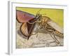 Hornet Robberfly (Asilus Crabroniformis), Asilidae-null-Framed Giclee Print