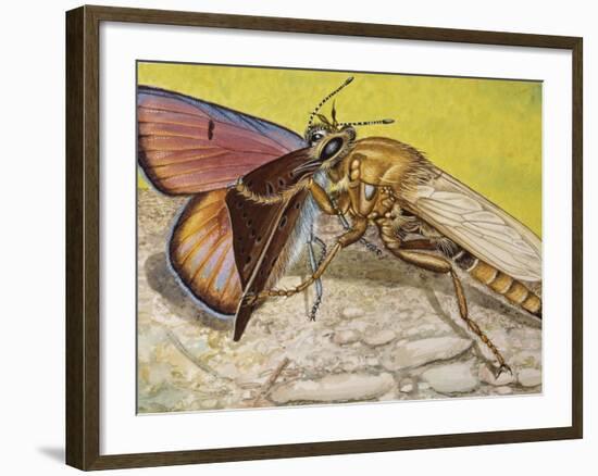 Hornet Robberfly (Asilus Crabroniformis), Asilidae-null-Framed Giclee Print