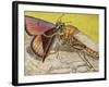 Hornet Robberfly (Asilus Crabroniformis), Asilidae-null-Framed Giclee Print