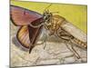 Hornet Robberfly (Asilus Crabroniformis), Asilidae-null-Mounted Giclee Print