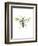 Hornet-Alexis Marcou-Framed Art Print