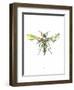 Hornet-Alexis Marcou-Framed Art Print