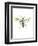 Hornet-Alexis Marcou-Framed Art Print