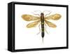 Horntail (Tremex Columba), Insects-Encyclopaedia Britannica-Framed Stretched Canvas