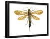 Horntail (Tremex Columba), Insects-Encyclopaedia Britannica-Framed Poster