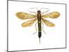 Horntail (Tremex Columba), Insects-Encyclopaedia Britannica-Mounted Poster