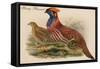 Horny Pheasant-John Gould-Framed Stretched Canvas