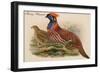 Horny Pheasant-John Gould-Framed Art Print