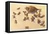 Horny Toad Family-null-Framed Stretched Canvas