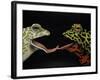 Horny Toads 1-Leah Saulnier-Framed Giclee Print