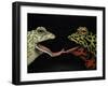 Horny Toads 1-Leah Saulnier-Framed Giclee Print