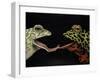 Horny Toads 1-Leah Saulnier-Framed Giclee Print