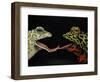 Horny Toads 1-Leah Saulnier-Framed Premium Giclee Print