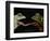 Horny Toads 1-Leah Saulnier-Framed Premium Giclee Print