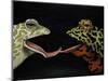Horny Toads 1-Leah Saulnier-Mounted Premium Giclee Print
