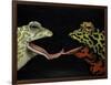 Horny Toads 1-Leah Saulnier-Framed Premium Giclee Print