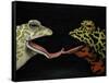 Horny Toads 1-Leah Saulnier-Framed Stretched Canvas