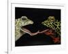 Horny Toads 1-Leah Saulnier-Framed Giclee Print