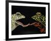 Horny Toads 1-Leah Saulnier-Framed Giclee Print