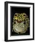 Horny Toads 2-Leah Saulnier-Framed Giclee Print